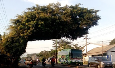 Pohon Beringin Unik Di Jalan Surabaya – Malang