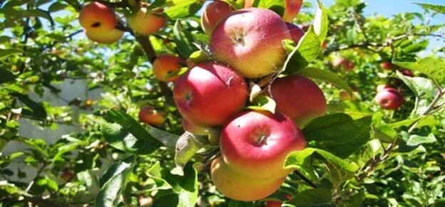 Wisata Kebun Apel Malang Yang Menjadi Andalan Wisatawan