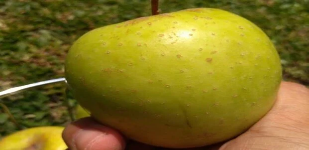 Wisata Kebun Apel Malang Yang Menjadi Andalan Wisatawan