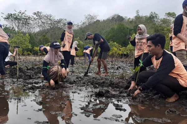 mangrove Mangrove