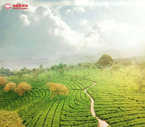 KEBUN TEH MEMANJAKAN MATA DI JAWA TIMUR