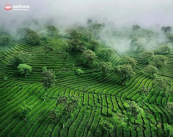 Wisata Edukasi Kebun Teh Wonosari