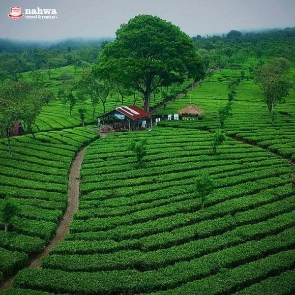 Kebun Teh Wonosari