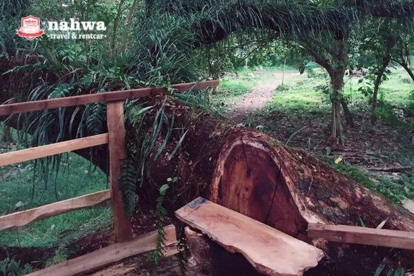 Hutan Di Banyuwangi Yang Dijuluki Hutan Lord Of The Rings