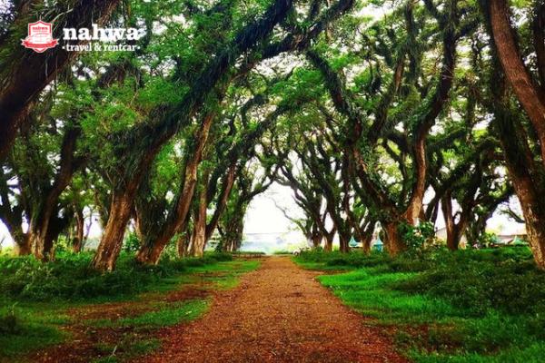 Hutan Di Banyuwangi Yang Dijuluki Hutan Lord Of The Rings