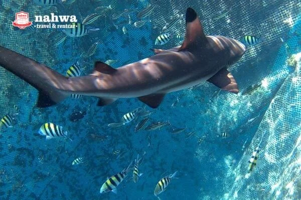 Keindahan Bangsring Underwater – maldivesnya jawa timur