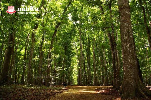 Kisah Mistis Di Hutan Taman Nasional Alas Purwo