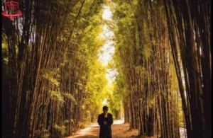 Hutan Bambu Keputih - Cantiknya Hutan Bambu Keputih Kota Surabaya