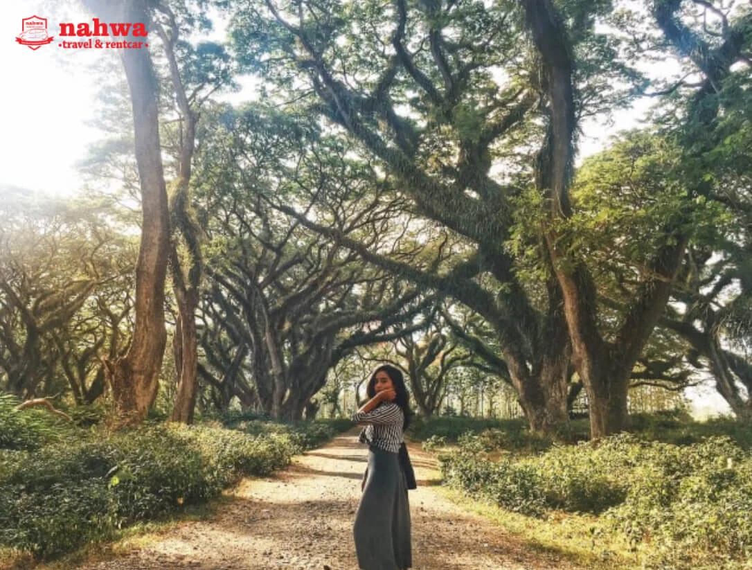 Tips Wisata ke Banyuwangi Dijamin Seru dan Murah