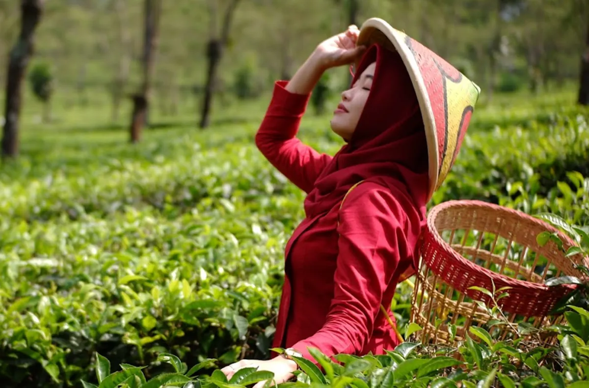 wisata alam Malang kebun teh Wonosari
