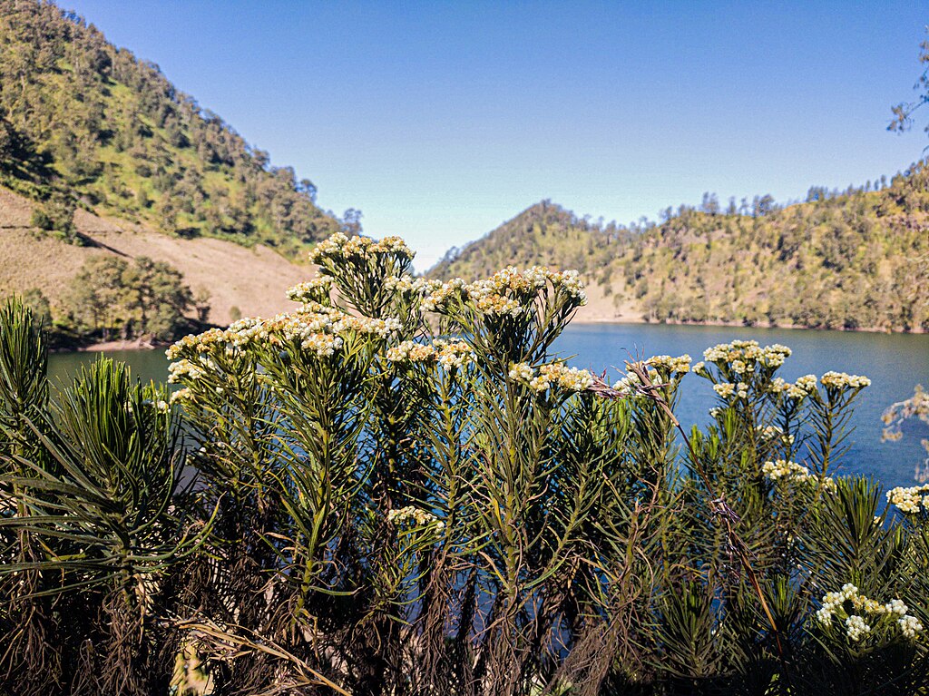 9 Wisata Gunung di Malang yang Cocok untuk Healing Sekaligus Menantang Diri