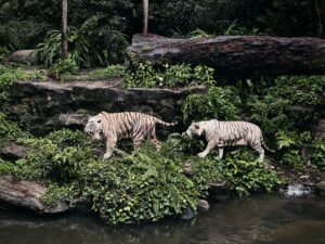 5 Destinasi Kebun Binatang Interaktif di Jawa Timur untuk Liburan Keluarga
