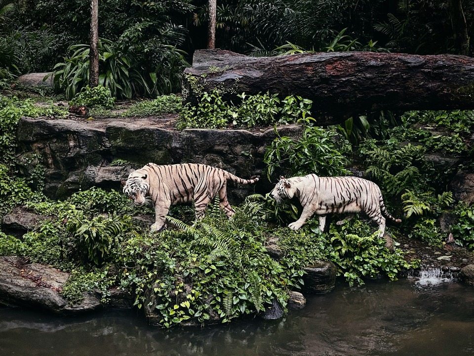 5 Destinasi Kebun Binatang Interaktif di Jawa Timur untuk Liburan Keluarga