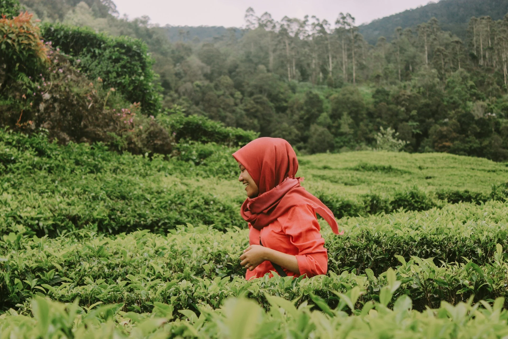 7 Bukit Cantik di Malang dengan View yang Hijau dan Menyejukkan