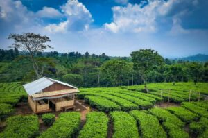 7 Spot Pegunungan Sejuk di Malang yang Cocok untuk Liburan Anti Stres