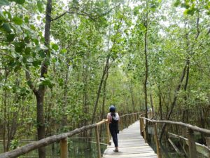 4 Spot Hutan Mangrove di Jawa Timur yang Asri dan Tenang