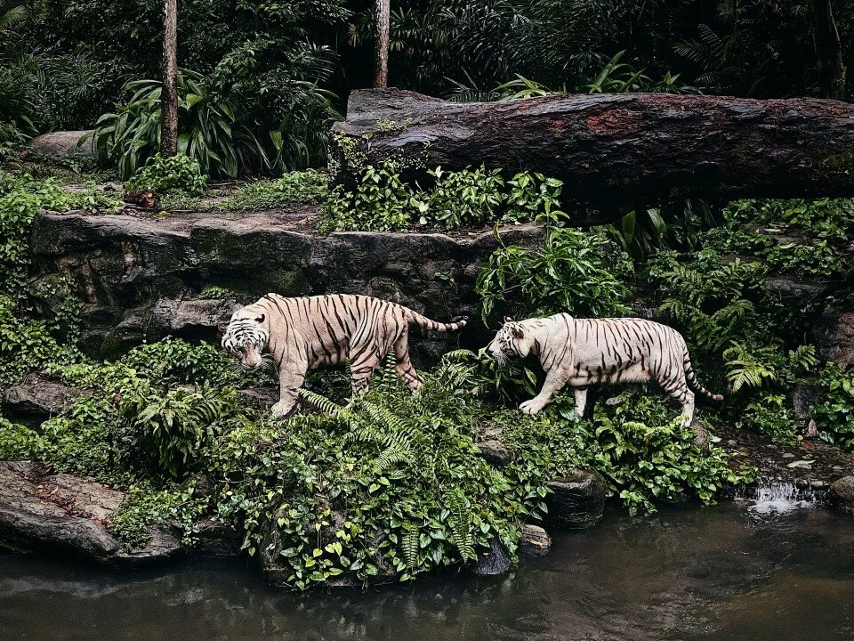 5 Destinasi Kebun Binatang Interaktif di Jawa Timur untuk Liburan Keluarga