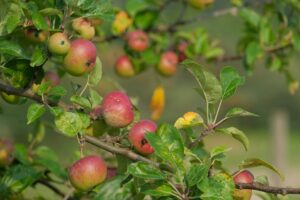 5 Agro Wisata Petik Apel Malang yang Bikin Liburanmu Berkesan