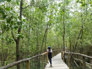 4 Spot Hutan Mangrove di Jawa Timur yang Asri dan Tenang