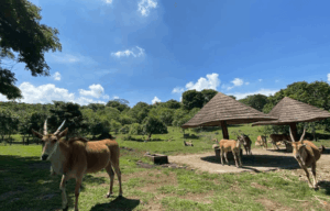 Liburan Seru Menjelajahi Wisata Safari Malang