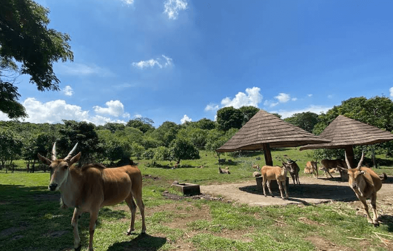 Liburan Seru Menjelajahi Wisata Safari Malang