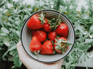 Menikmati Aktivitas Seru di Agrowisata Petik Stroberi