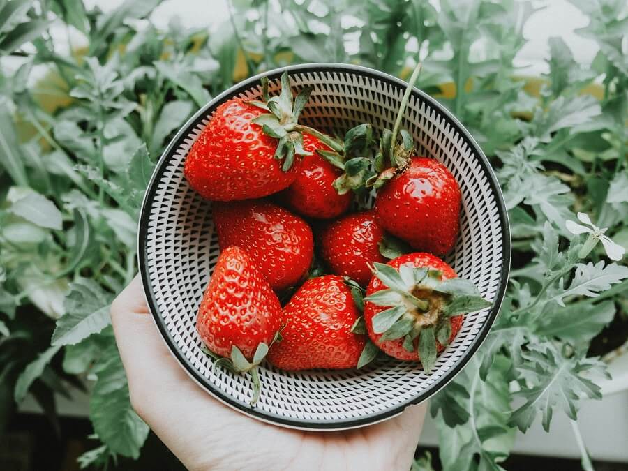 Menikmati Aktivitas Seru di Agrowisata Petik Stroberi
