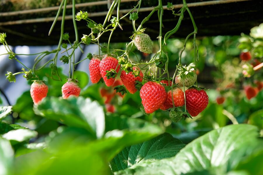 Menikmati Aktivitas Seru di Agrowisata Petik Stroberi