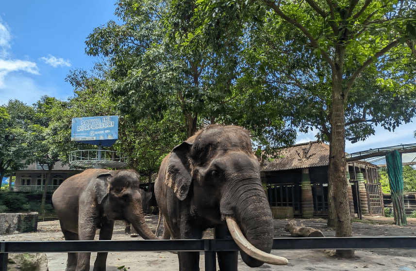 Batu Secret Zoo: Wisata Edukatif dan Menyenangkan di Malang