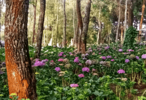 Menyusuri Keindahan Flower Garden Coban Talun