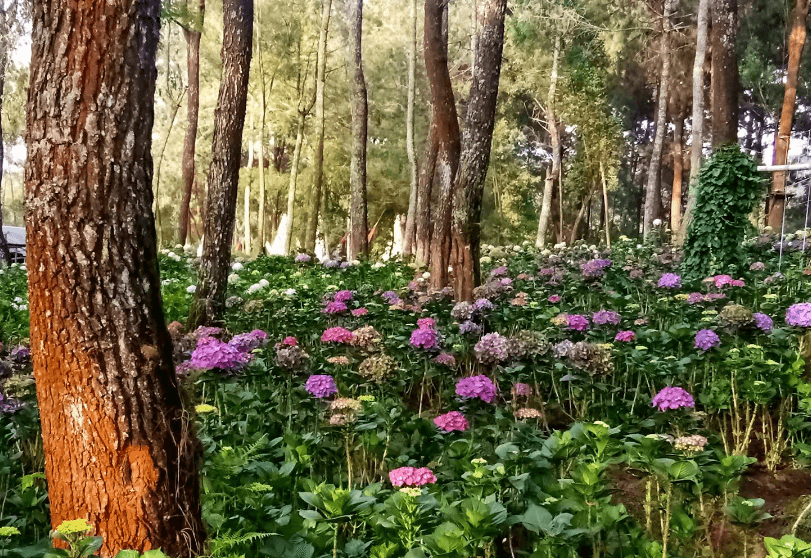 Menyusuri Keindahan Flower Garden Coban Talun