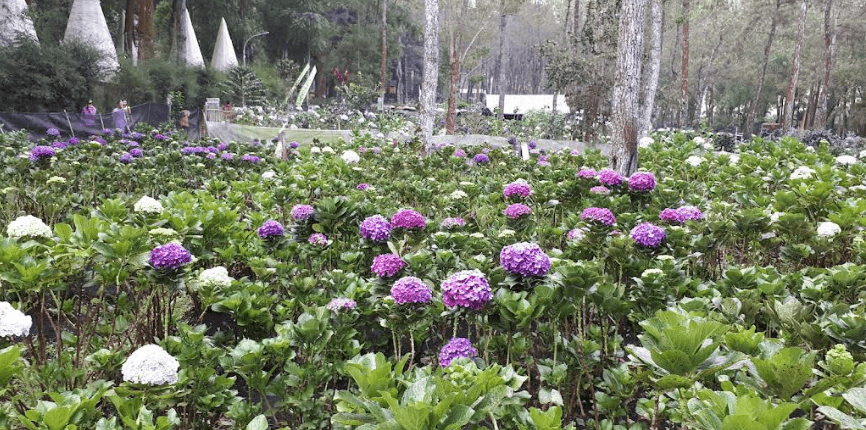 Menyusuri Keindahan Flower Garden Coban Talun