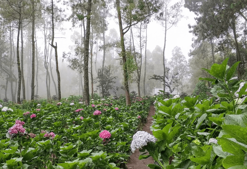 Menyusuri Keindahan Flower Garden Coban Talun