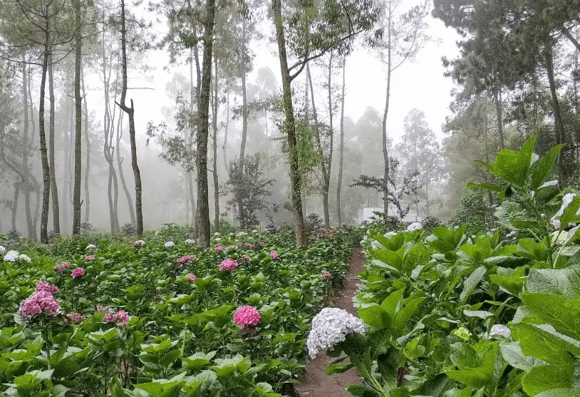 Menyusuri Keindahan Flower Garden Coban Talun