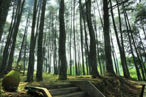 5 Hutan Pinus Malang Paling Hits untuk Liburan Sejuk
