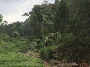 Rekomendasi 5 Spot Bird Watching Terbaik di Batu untuk Pecinta Burung dan Alam