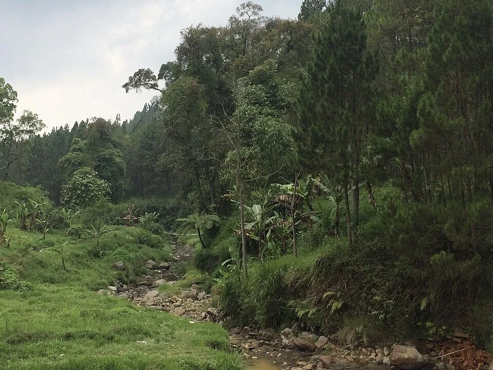 Rekomendasi 5 Spot Bird Watching Terbaik di Batu untuk Pecinta Burung dan Alam