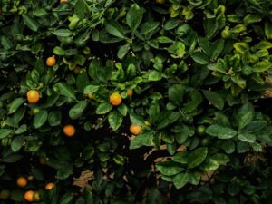 Agro Wisata Petik Buah Musiman