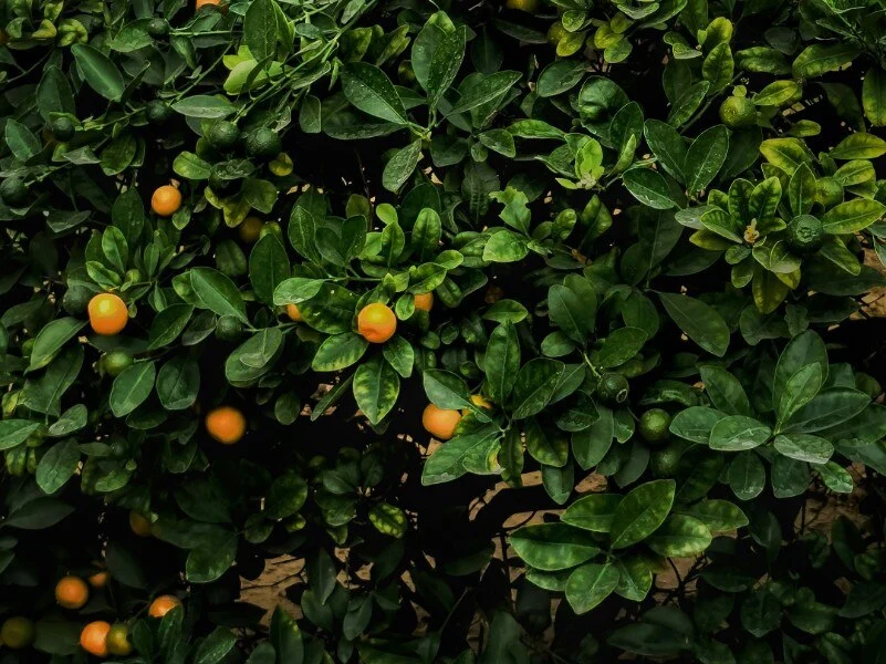 5 Spot Agro Wisata Petik Buah Musiman Terbaik di Jawa Timur,  Liburan Anti Bosan