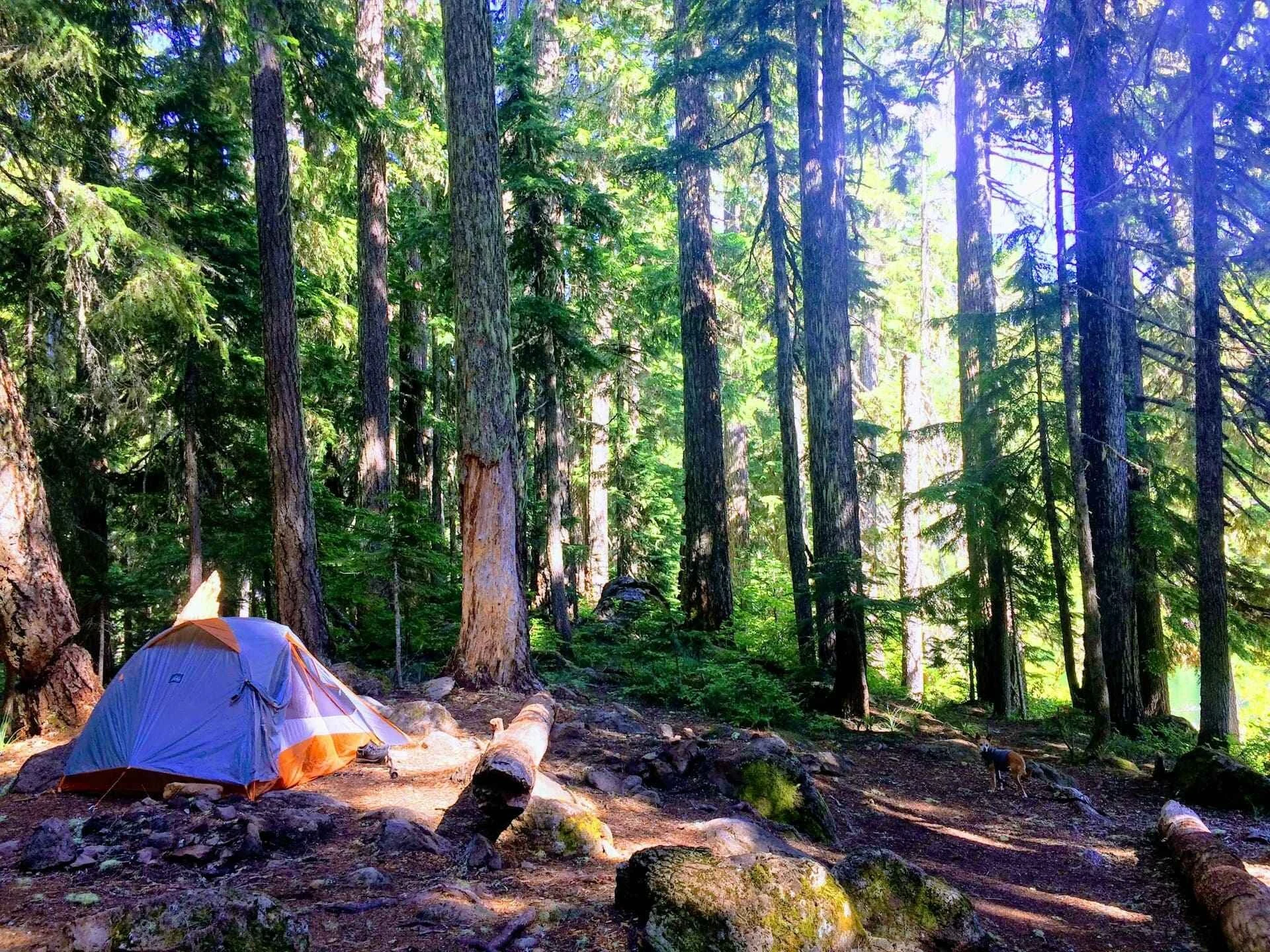 9 Hutan Pinus dan Camping Area Keluarga di Malang yang Wajib Masuk Wishlist Liburanmu