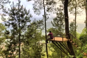 Wisata Omah Kayu Malang, Destinasi Alam Estetik Favorit Milenial di Kota Batu